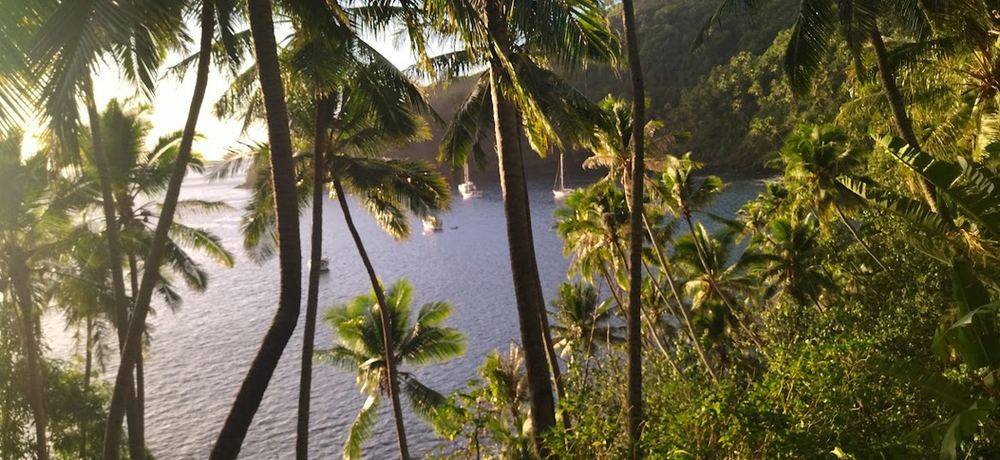 Cocotiers en bord de lagon