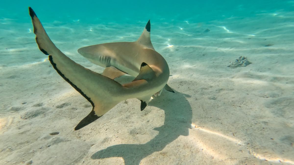 Requin de récif dans le lagon